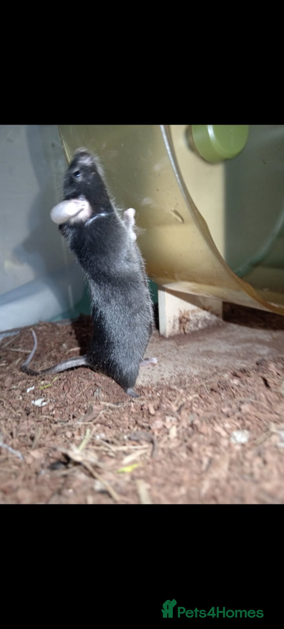 Mouse rodents for sale: All Black Male Mouse FREE TO GOOD HOME - Advert 11