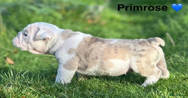 English Bulldog dogs 🌟 health tested parents 🌟 Olde English Puppies🌟 - Advert 2