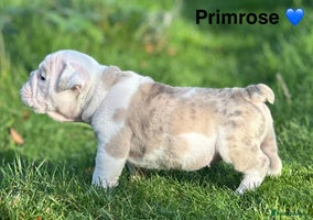 English Bulldog dogs 🌟 health tested parents 🌟 Olde English Puppies🌟 - Advert 2