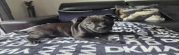Patterdale Terrier dogs for sale: STUNNING FEMALE PATTERDALE TERRIER - Advert 3