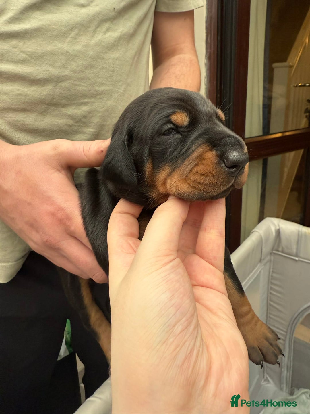 Dobermann dogs for sale: Top quality Doberman puppies  - Advert 9