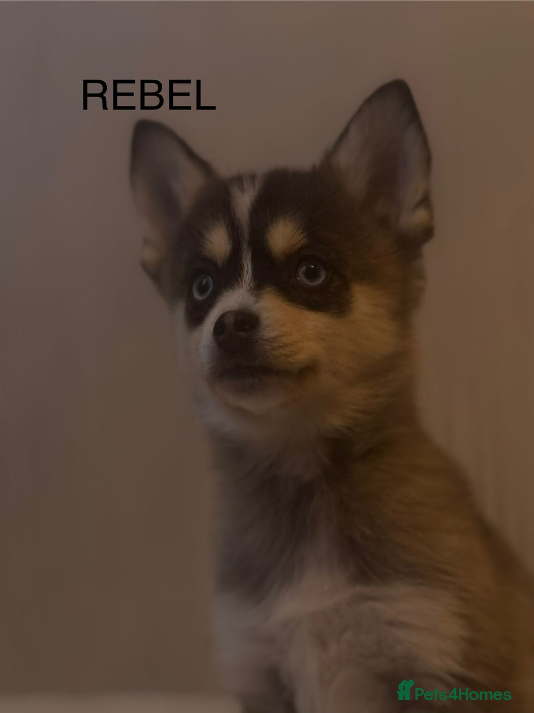 Pomsky dogs for sale: 2 Boys leftStunning Blue eyed F4 Pomsky pups - Advert 15