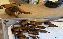 Boxer dogs for sale: Flashy boxer/red - natural bob tail/tail  - Image 11