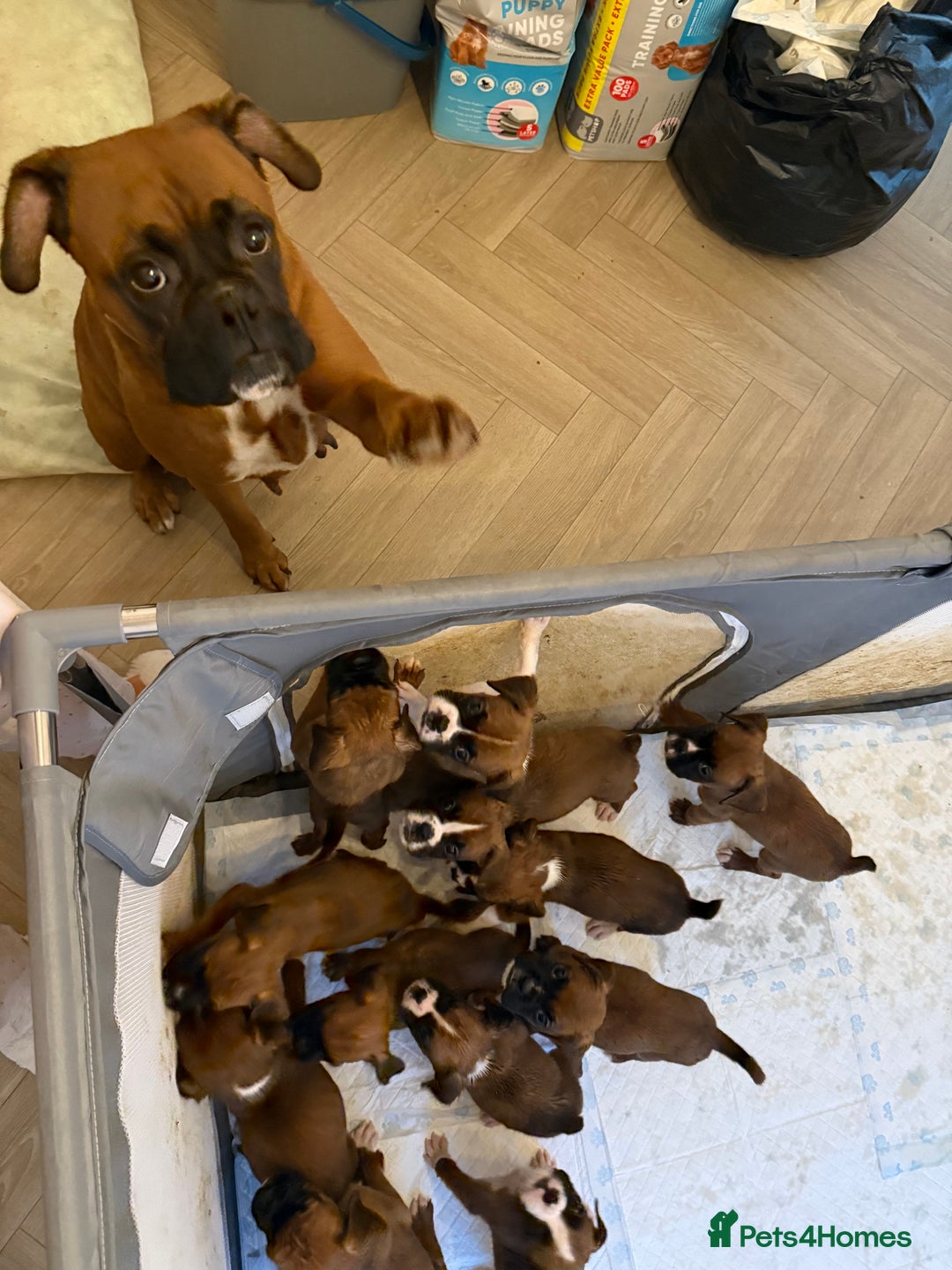 Boxer dogs for sale: Flashy boxer/red - natural bob tail/tail  - Image 11