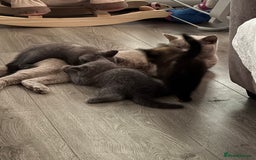 British Shorthair cats for sale: British shorthair kittens ❤️REDUCED❤️ - Image 4