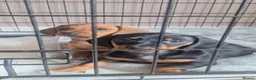 Dachshund dogs for sale: 2 gorgeous dachshund pups for sale - Advert 5