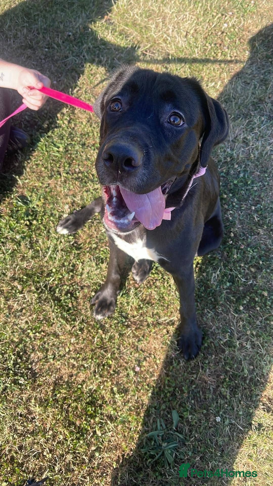Mixed Breed dogs Labrador/ cane corso female  - Advert 3