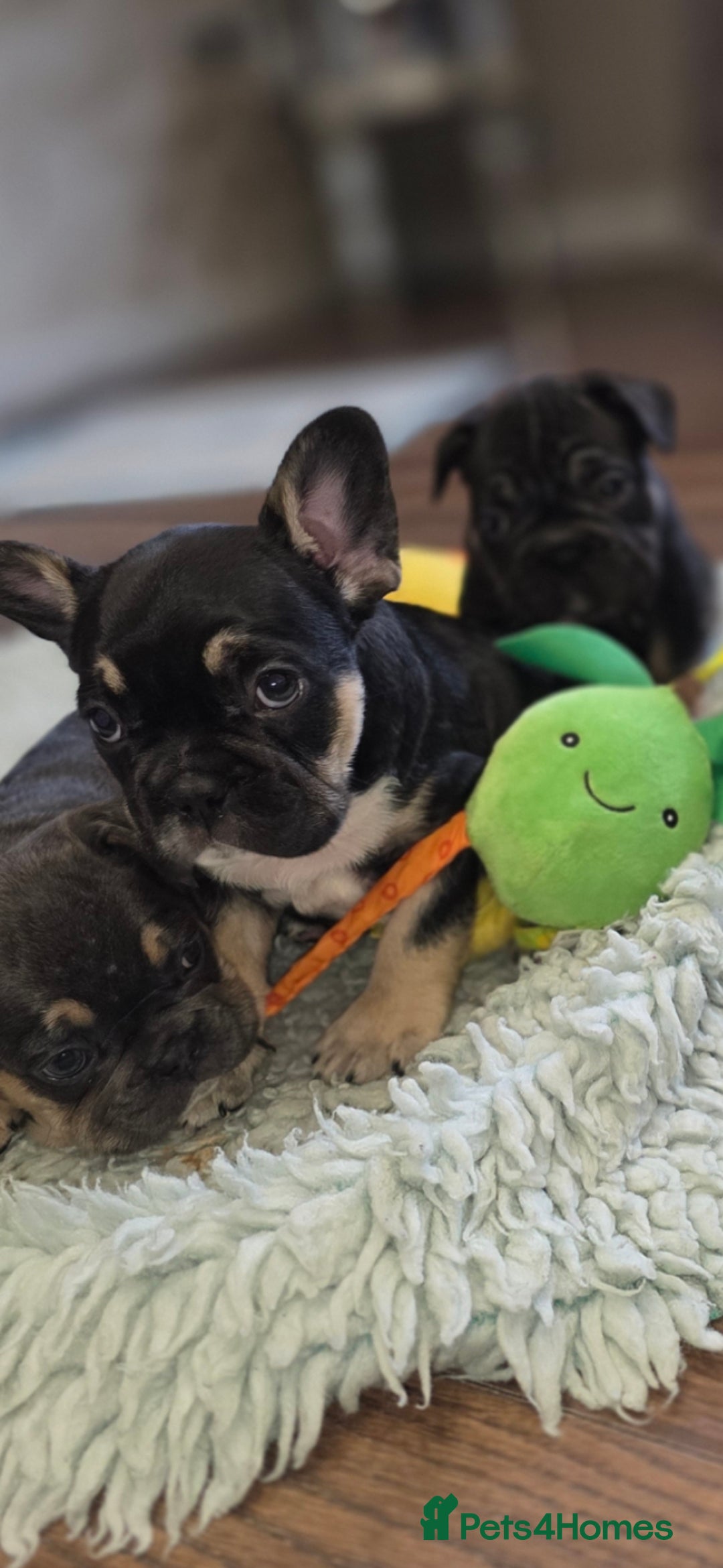 French Bulldog dogs for sale: French bulldog puppys - Image 7