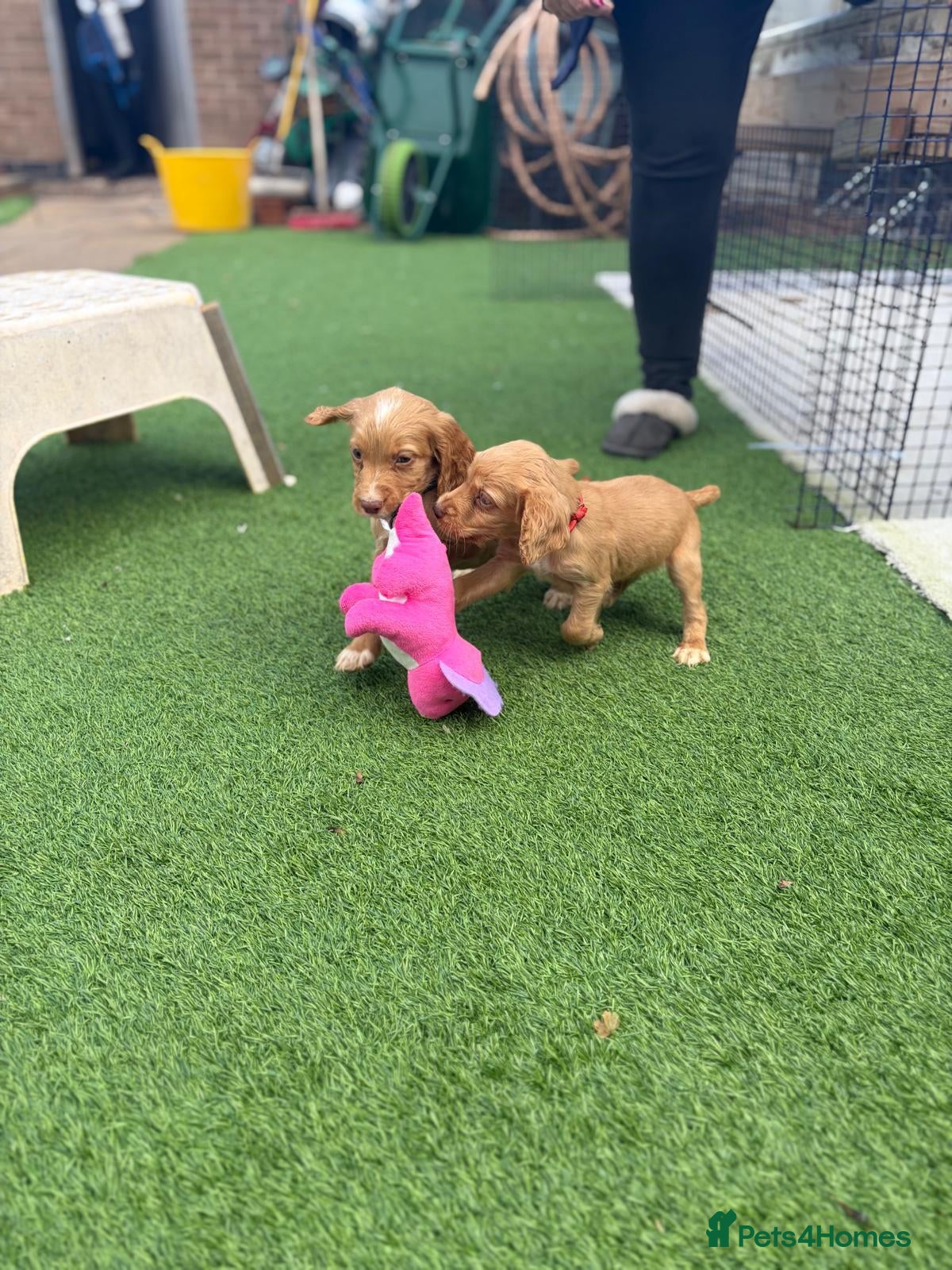 Cocker Spaniel dogs Two red boys left! Working Cocker Spaniel pups - Advert 14