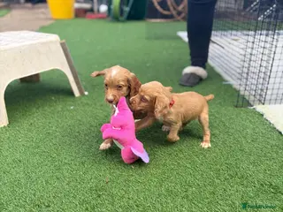 Cocker Spaniel dogs Two red boys left! Working Cocker Spaniel pups - Advert 14
