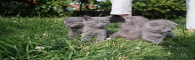 British Shorthair 2