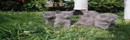 British Shorthair cats for sale: Beautiful British Shorthair BOYS  - Advert 6