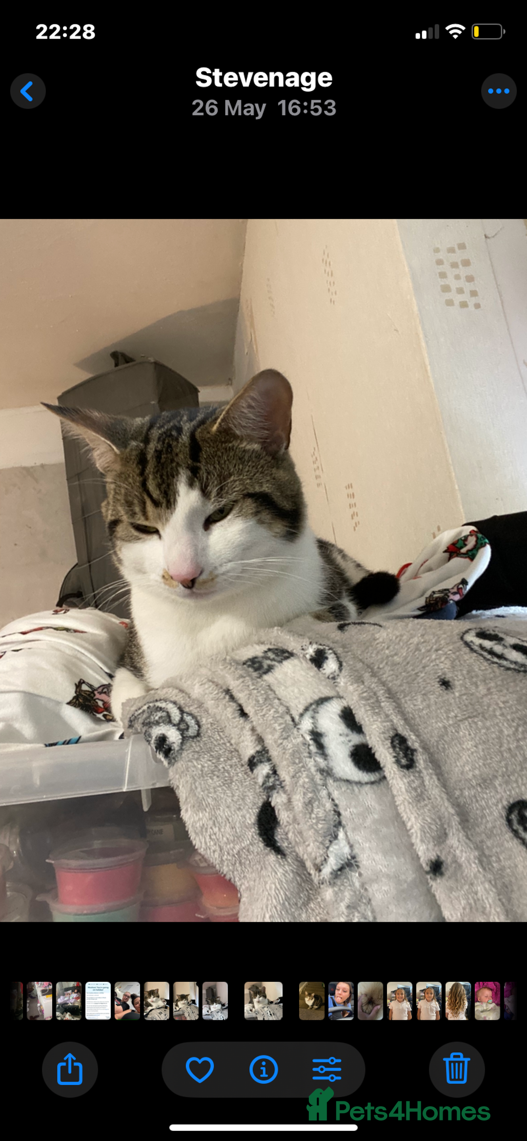 Mixed Breed cats for sale: Two male boys  - Advert 2