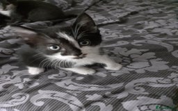 British Shorthair cats for sale: Kittens for homing  - Image 2