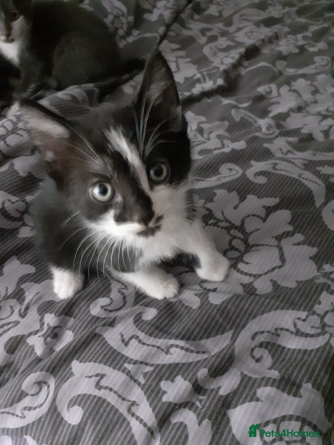British Shorthair cats for sale: Kittens for homing  - Image 2