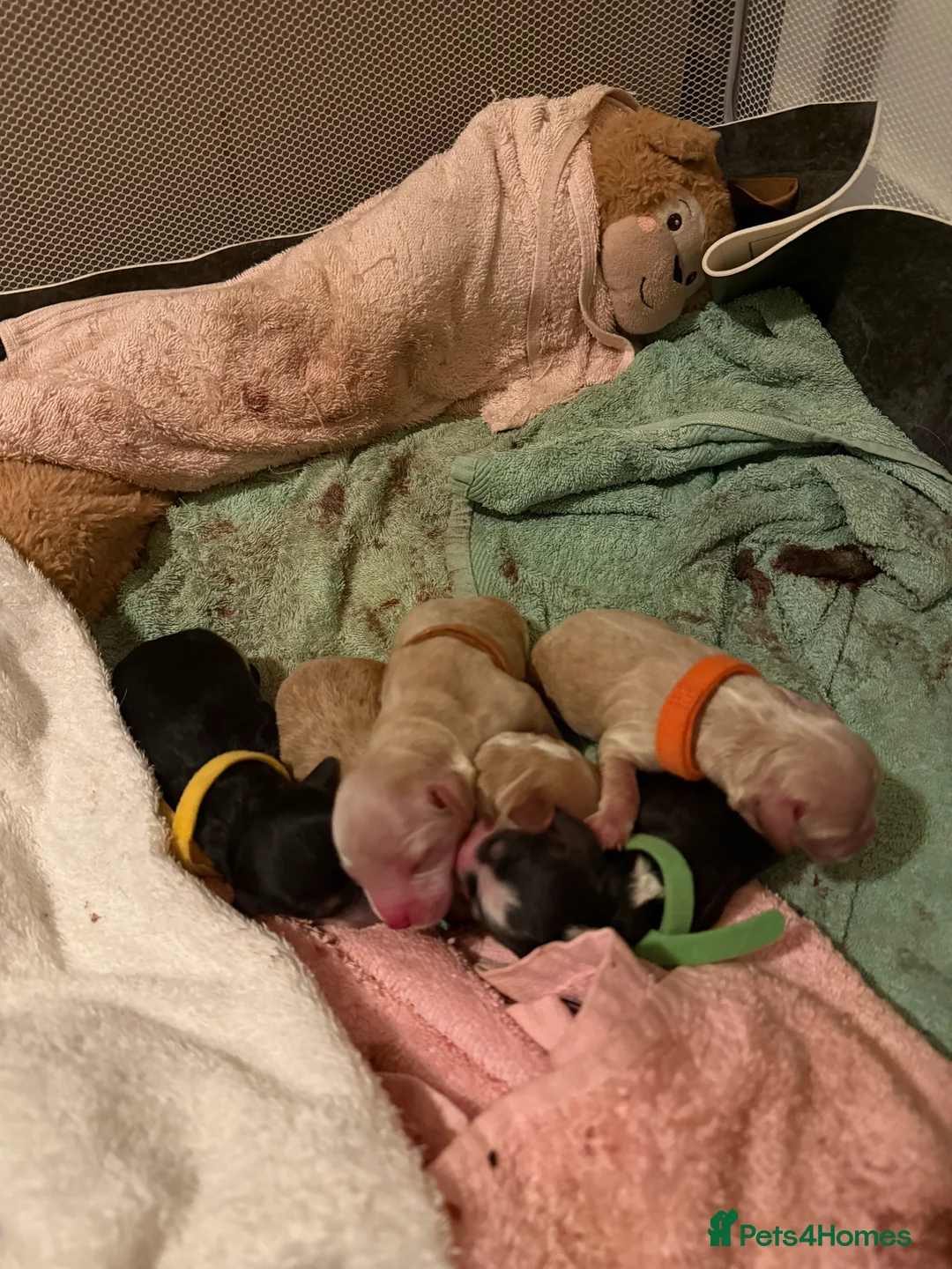 Cockapoo dogs for sale: 5 x stunning cockapoo puppies - Advert 3