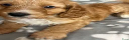 Cockapoo dogs for sale: Adorable Cockapoo Puppies in Keighley - Advert 20