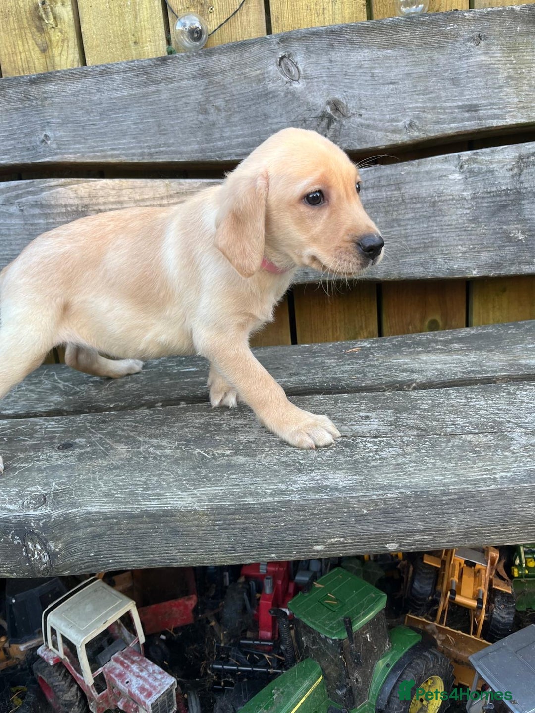Labrador Retriever dogs for sale: Lovely Labrador pups - Image 8