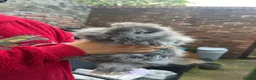 Mini Lion Lop rabbits for sale: Fluffy mini lion lops  in Blyth - Advert 6