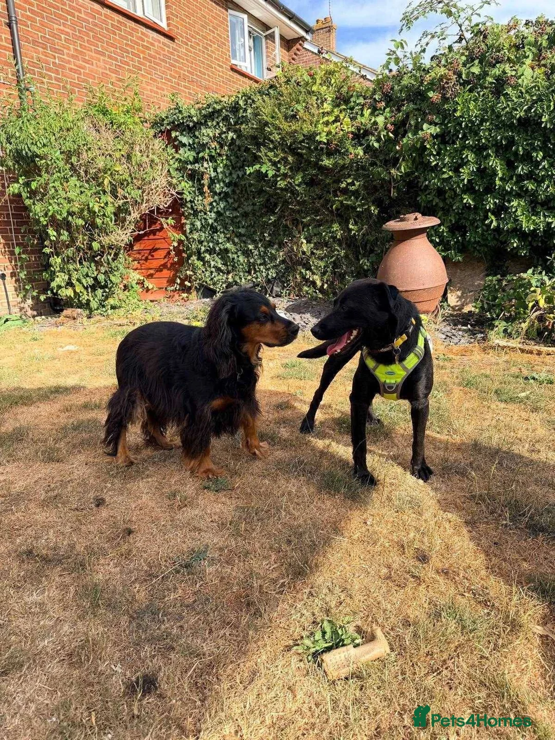 Mixed Breed dogs for adoption: Meet Kuro, currently residing in Surrey in Guildford - Advert 5