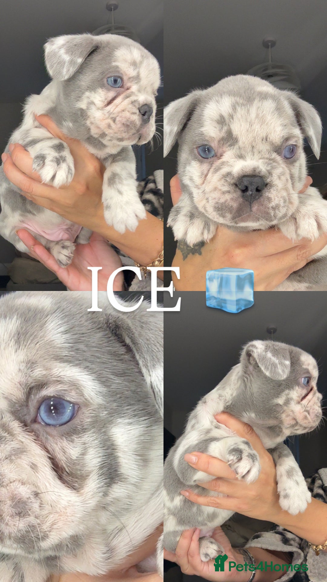 French Bulldog dogs for sale: Beautiful French Bulldog Pups  - Advert 1