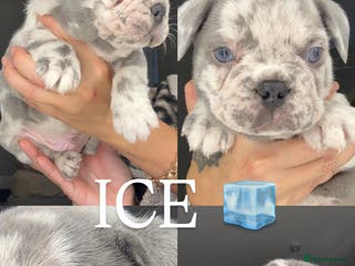 French Bulldog dogs Beautiful French Bulldog Pups - Advert 1