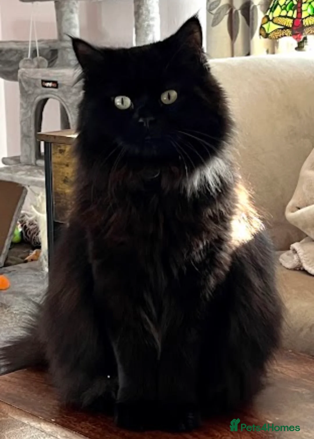 Mixed Breed cats for sale: Bonded Pair Teddy & Loki 🖤 Only to the Best Home - Advert 5