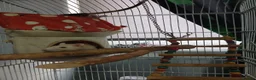 Rat rodents for sale: 2 MALE RATS - Advert 3