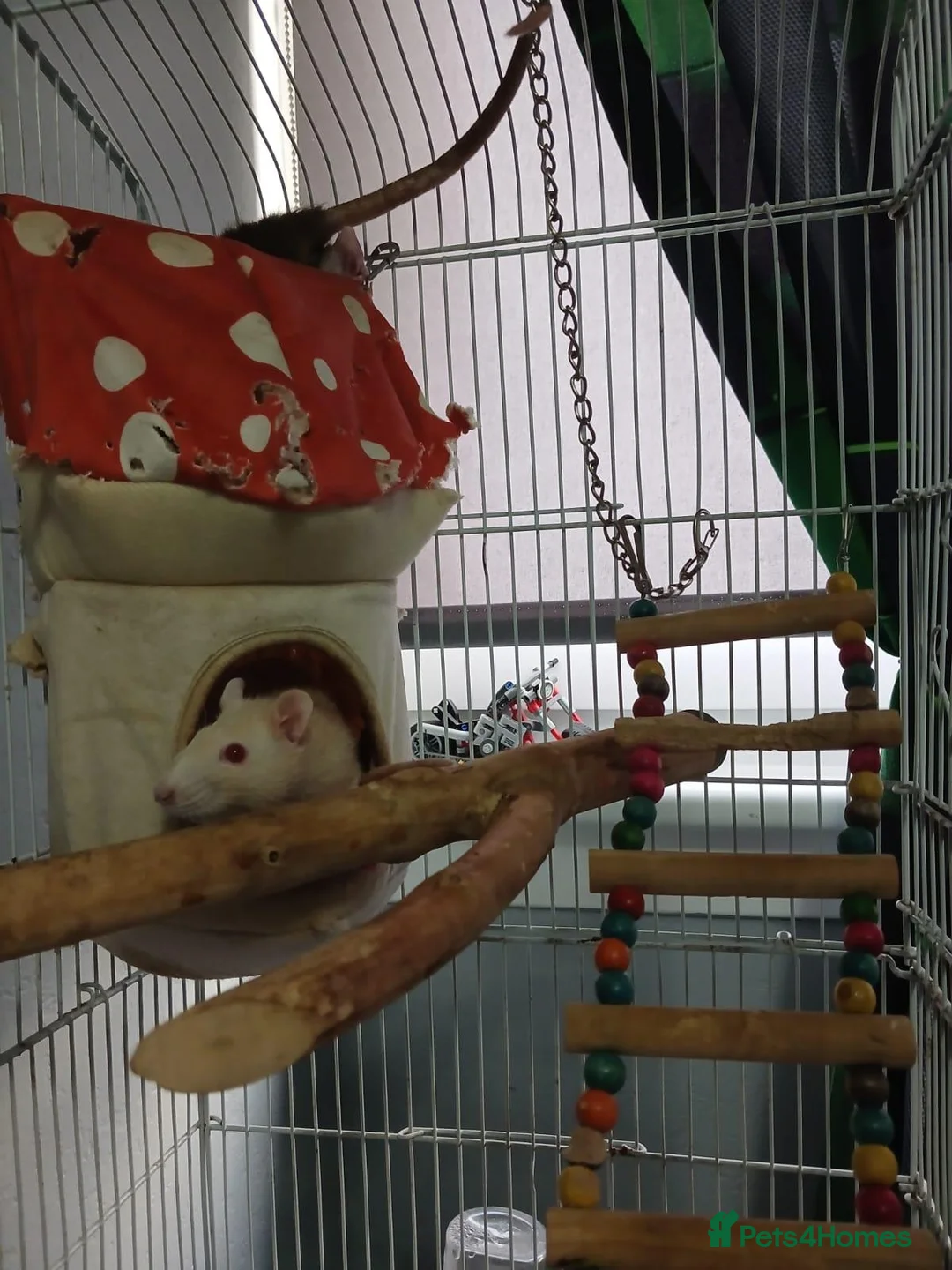 Rat rodents for sale: 2 MALE RATS - Advert 3