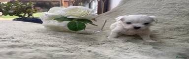 Maltipoo 2