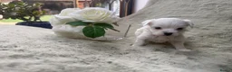 Maltipoo dogs for sale: 🐾✨ ADORABLE MALTIPOO PUPPIES 🐾✨ - Advert 12