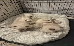 Ragdoll cats for sale: Pure ragdoll kittens  - Image 3