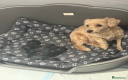 Mixed Breed dogs for sale: Doxiepoos adorable  - Image 1