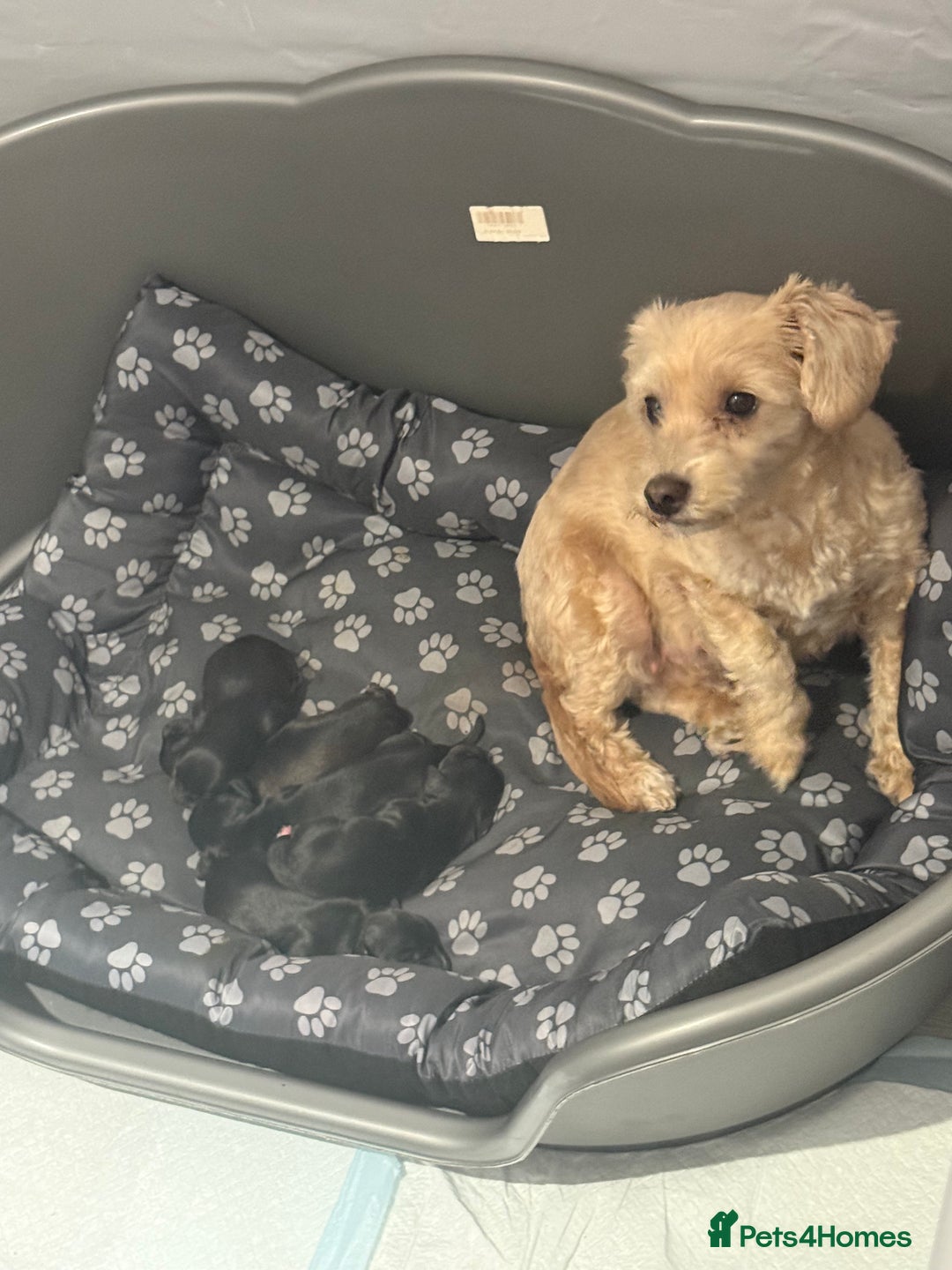 Mixed Breed dogs for sale: Doxiepoos adorable  - Image 1