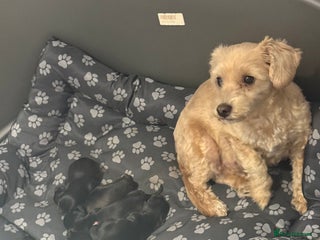 Mixed Breed dogs - Advert 6