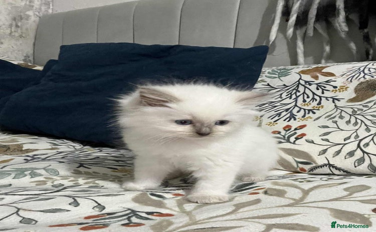 Ragdoll cats - Advert 7