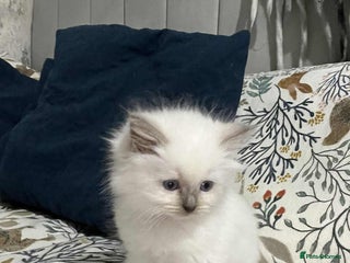 Ragdoll cats Pure ragdoll kitten LAST FEMALE AVAILABLE - Advert 8