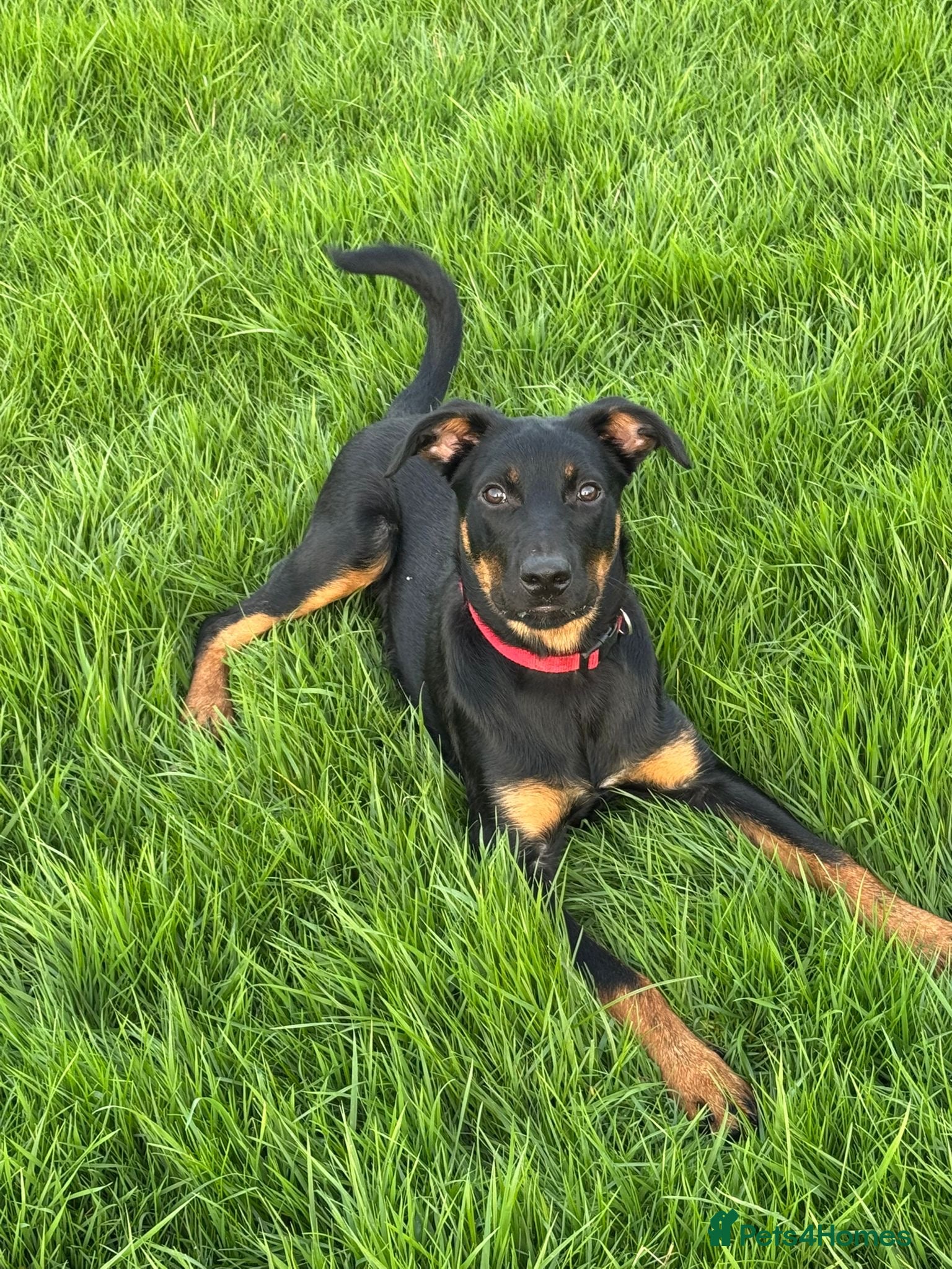 Mixed Breed dogs 6 month old huntaway cross collie  - Advert 12