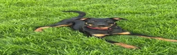 Mixed Breed dogs for sale: 6 month old huntaway cross collie  - Advert 2