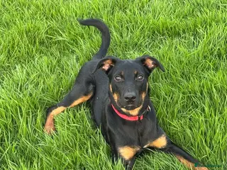 Mixed Breed dogs 6 month old huntaway cross collie - Advert 12