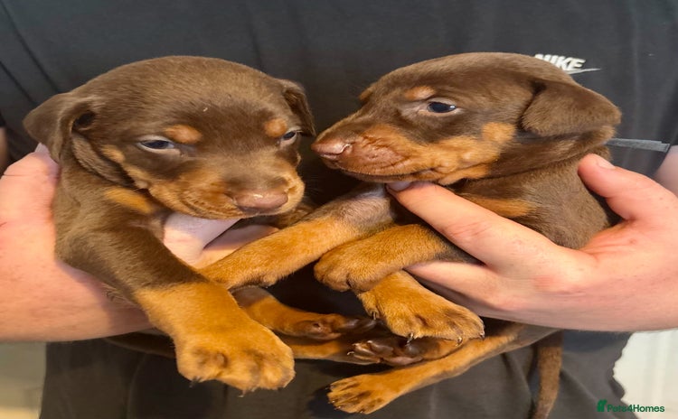 Dobermann dogs - Advert 1