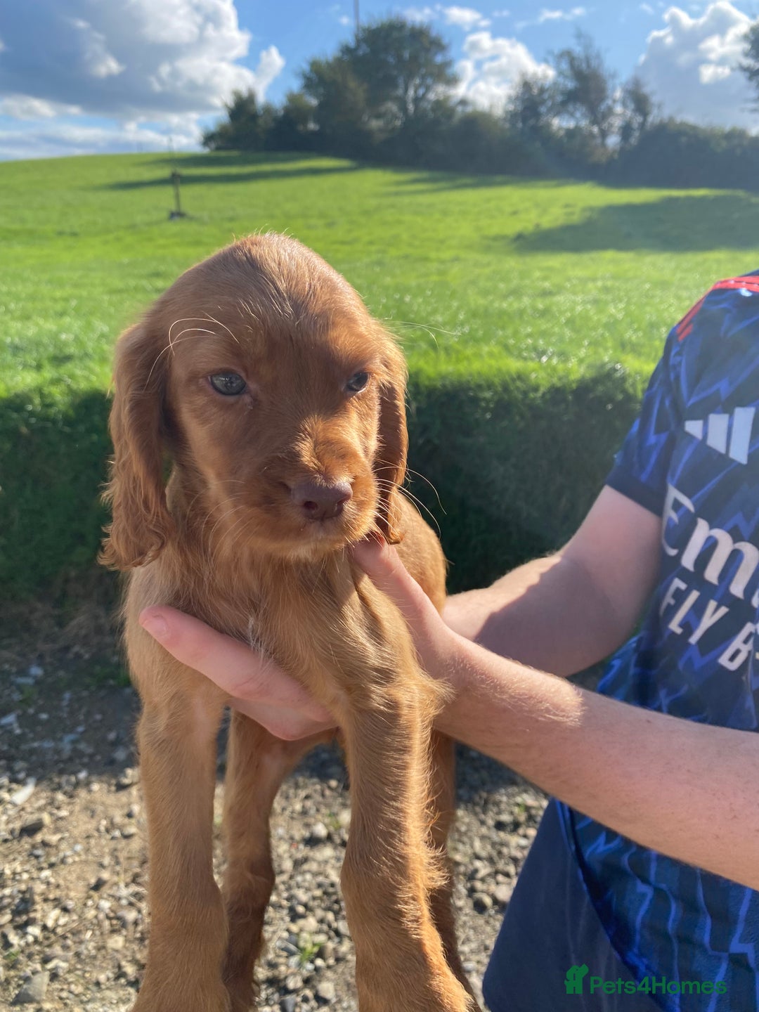 Cocker Spaniel dogs for sale: Cocker spaniel  - Image 3
