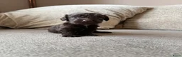 Mixed Breed dogs for sale: Doxiepoo pups  - Advert 26