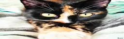 Mixed Breed cats for sale: Beautiful Calico needs a new home - Advert 4