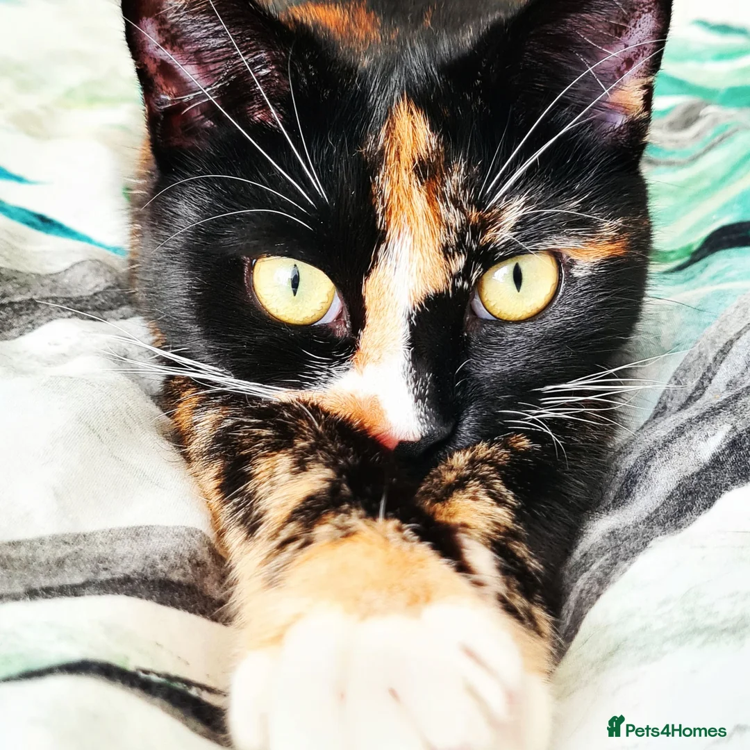 Mixed Breed cats for sale: Beautiful Calico needs a new home - Advert 4