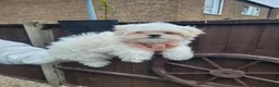 Maltese dogs for sale: Looking for Loved Homes 2 Boys Maltese  - Advert 3