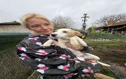 Mixed Breed dogs for adoption: Debs - North Walsham Norfolk  - Advert 4