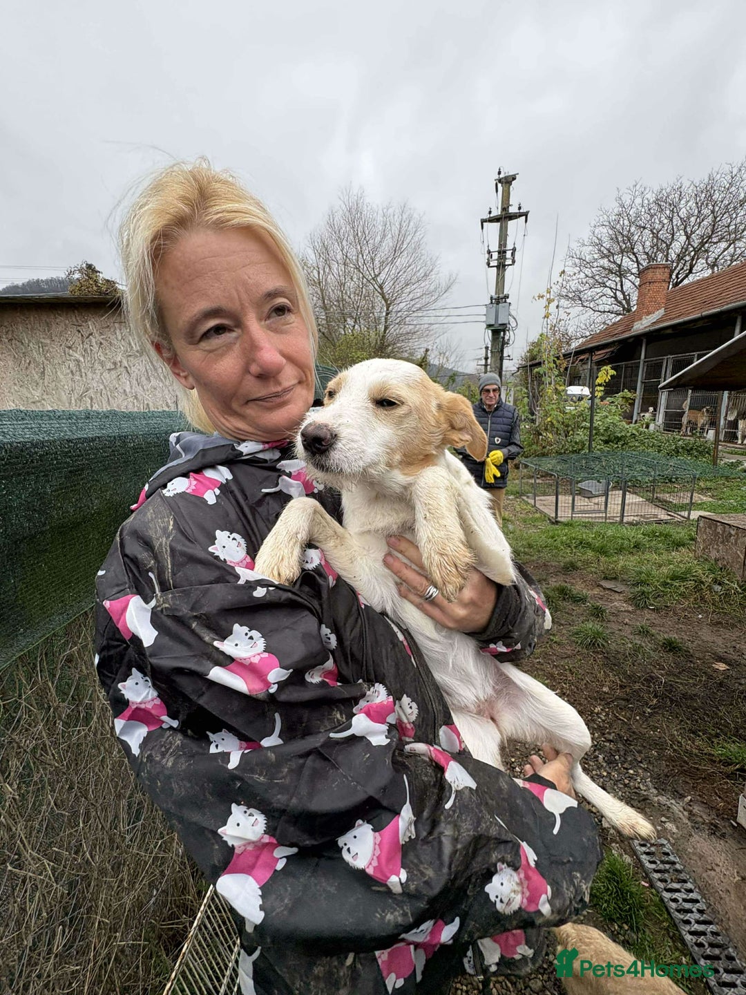 Mixed Breed dogs for adoption: Debs - North Walsham Norfolk  - Advert 4
