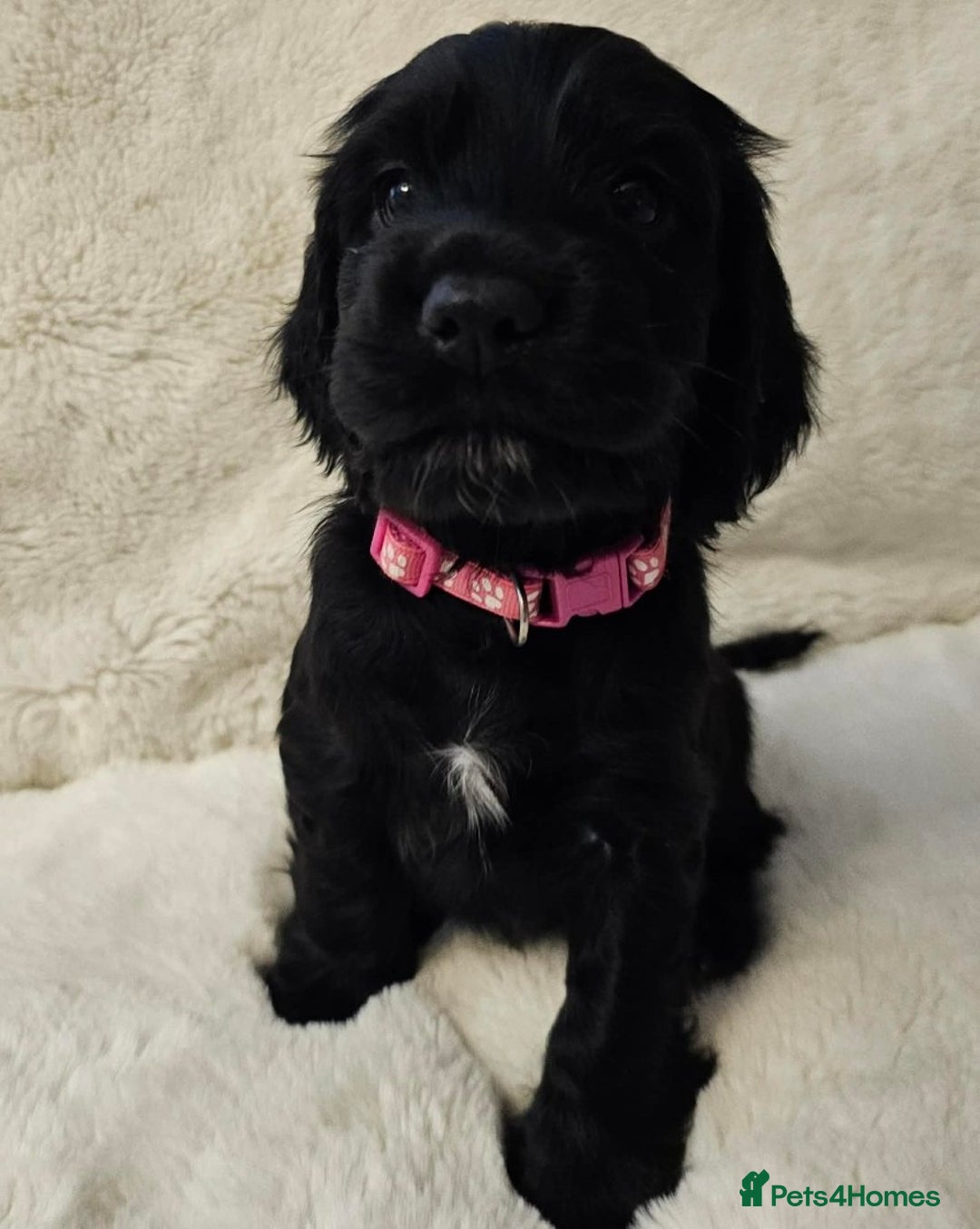 Cocker Spaniel dogs for sale: Litter of gorgeous cocker spaniel puppies  - Advert 38