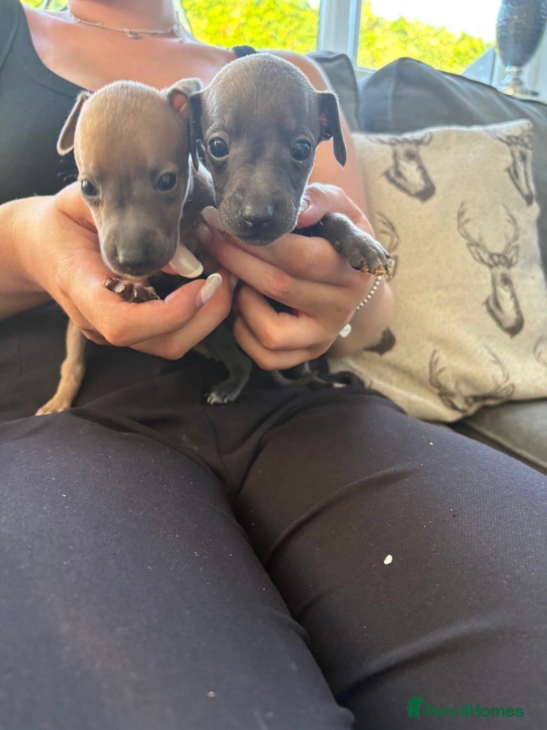 Italian Greyhound dogs for sale: Italian greyhound puppies  - Image 2
